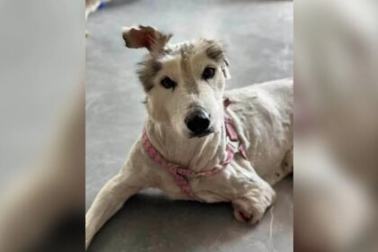 Sweet Husky Rescued From Meat Trade Has No Idea She’s Any Different