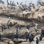‘Unacceptable’: La Jolla man who admitted kicking a sea lion faces 0,000 fine