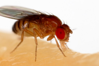 Fly Brain Connectome Used To Trade Stocks And Play Games