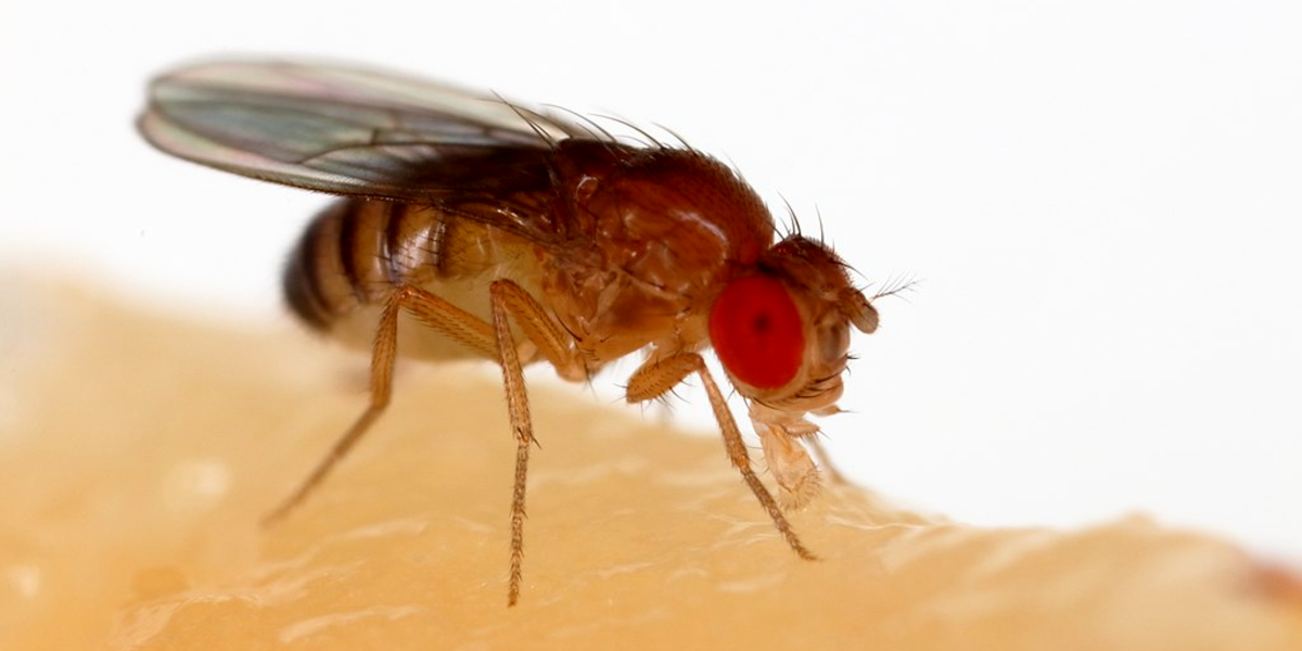 Fly Brain Connectome Used To Trade Stocks And Play Games