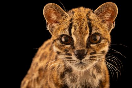 Meet the First New Cat Species Discovered in 100 Years