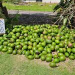 Kauaʻi has been seeing green after Hurricane Lowell knocked down thousands of avocado trees : Kauai Now