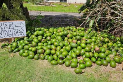 Kauaʻi has been seeing green after Hurricane Lowell knocked down thousands of avocado trees : Kauai Now