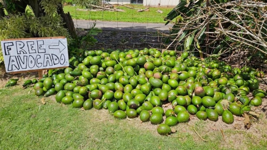 Kauaʻi has been seeing green after Hurricane Lowell knocked down thousands of avocado trees : Kauai Now Kauaʻi has been seeing green after Hurricane Lowell knocked down thousands of avocado trees : Kauai Now