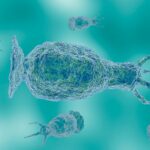 Teen who died from brain-eating amoeba likely infected from community center water feature: Officials
