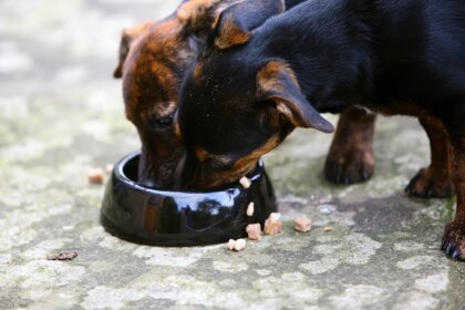 Dog supplements sold online recalled over potential salmonella risk