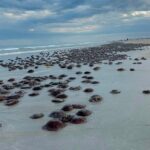 Amazing sight along Aussie beach not seen in 14 years: ‘Plague proportions’