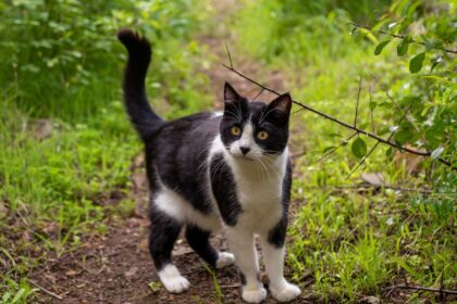 Fisherman Rescues Drowning Kitten After Hearing Its Cries from a Tree