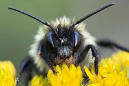 New York Times Updates Daily Spelling Bee Puzzle Game Forum