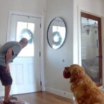 Watch golden retriever beg to play with intruder in San Diego break-in