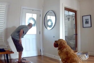 Watch golden retriever beg to play with intruder in San Diego break-in