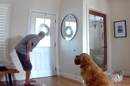 Watch golden retriever beg to play with intruder in San Diego break-in