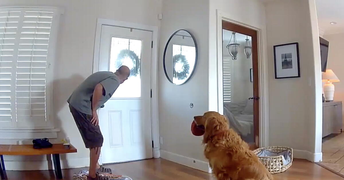 Watch golden retriever beg to play with intruder in San Diego break-in